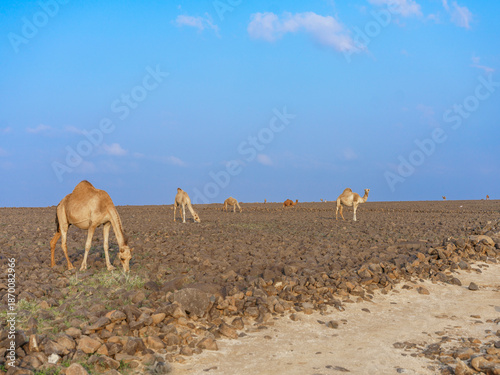 camels in saudi arabian landscape 