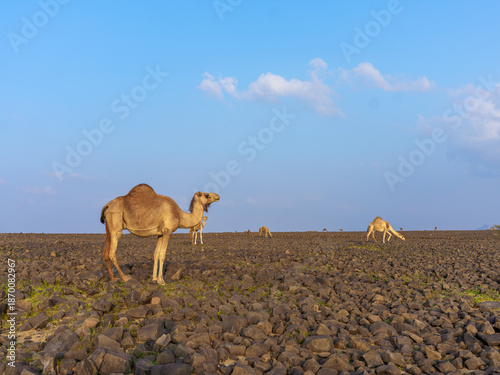 camels in saudi arabian landscape 