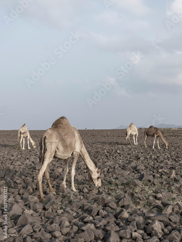 camels in saudi arabian landscape 