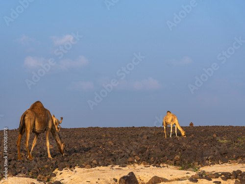 camels in saudi arabian landscape 