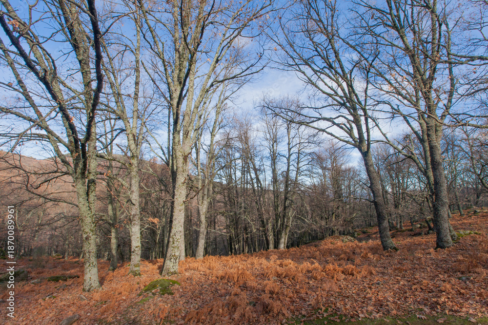 Fototapeta premium Chestnut forest in autumn