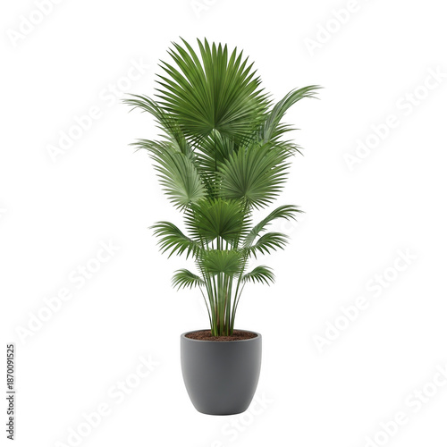 Tall green palm plant in pot isolated on transparent background