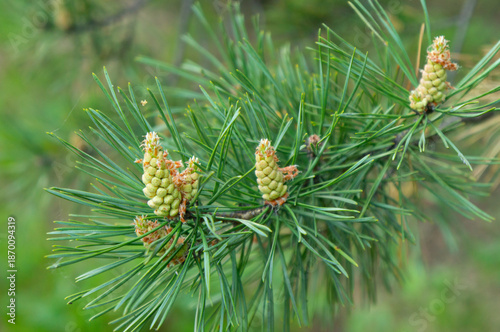 Fluffy pine branches with summer blooms. Ecology, phytocides.