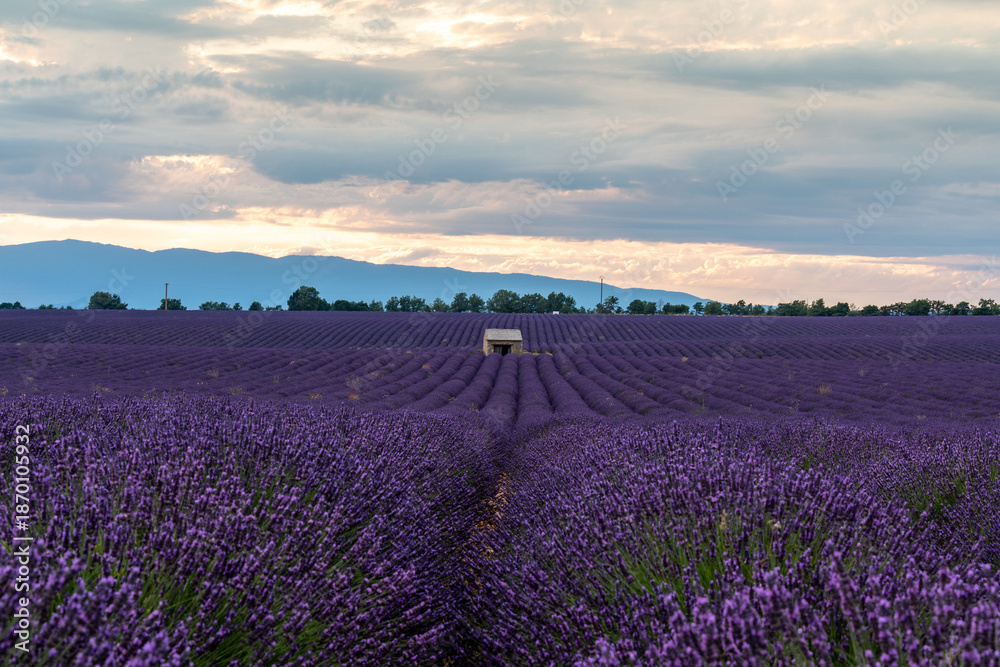 Obraz premium Enchanting Lavender Fields of Provence at Sunset