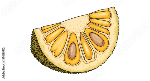 A detailed illustration of a ripe jackfruit slice, showcasing its fibrous flesh and large seeds.