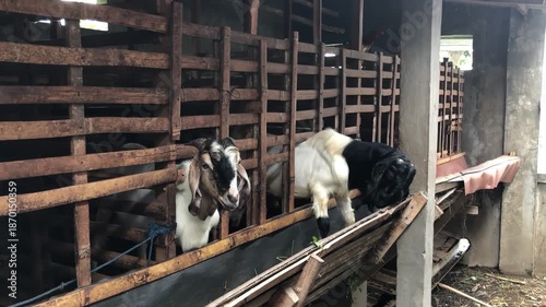 Goat farm aisle with wooden stalls and livestock feeding area. Traditional barn interior showing goats in long pen row. Rural livestock facility with goats inside stable corridor. 