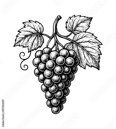 Detailed Black and White Engraving of a Bunch of Grapes with Leaves and a Curly Tendril