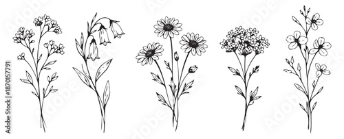 Hand drawn line art wildflower botanical element set featuring various blooming plants, daisies, and bellflowers for spring and summer nature designs