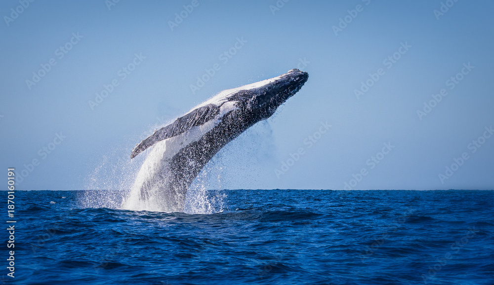 Fototapeta premium Adult humpback whale breaching out of the water on a calm sunny day in Byron Bay. The cetacean is almost fully out of the water with water dropping from its body. The animal is arching its back.