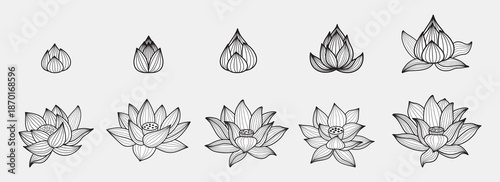 Lotus flower . Botanical hand drawn illustrations set.