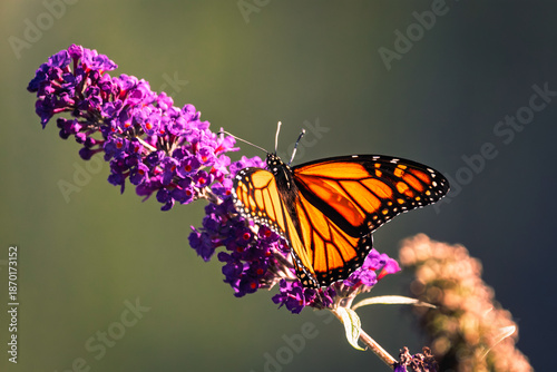 Photos A vibrant Monarch butterfly (Danaus plexippus) with orange and black wings feeds on nectar from the purple flowers of a butterfly bush (Buddleja davidii) in a sunny summer garden