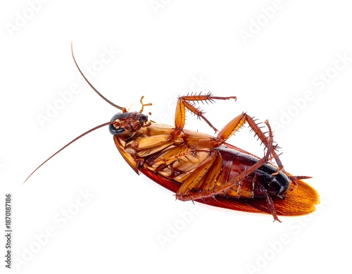 Dead cockroach on white background