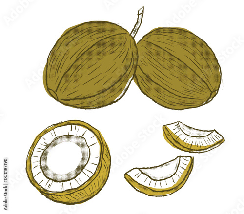 Tropical Coconut Whole and Slices - Exotic Fruit Illustration for Island and Summer Themes