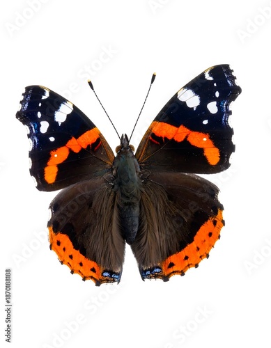 Detailed close-up of a butterfly