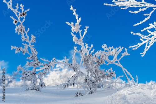 Photos Winter landscape with snow-covered branches, Parma Apennines