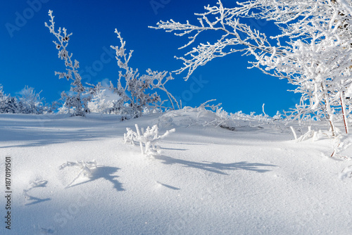 Photos Winter landscape with snow-covered branches, Parma Apennines