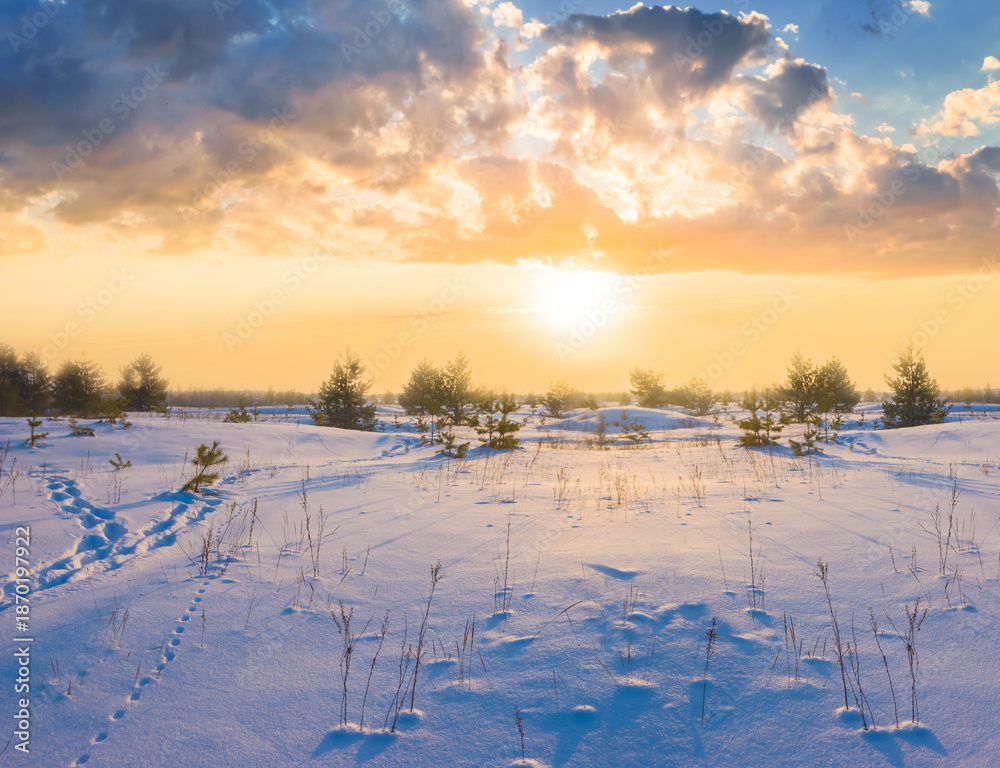 Naklejka premium wide snowbound forest glade at the pale sunset, winter outdoor evening scene