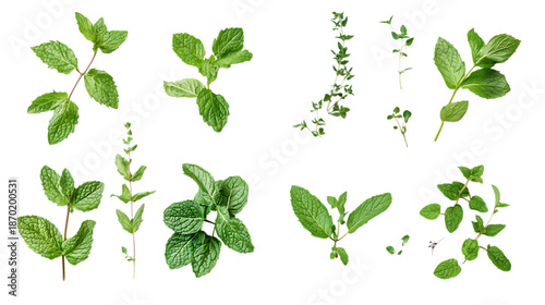 Assortment of aromatic mint leaves, and branches, with various arrangements isolated on white and transparent background