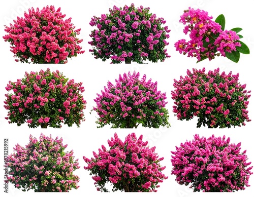 Cluster of lush pink flower bushes on a plain background, showcasing various shapes and arrangements