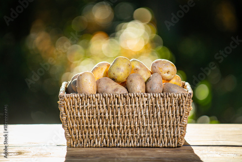 Potatoes on wooden table on green nature background. Potatoes from farm on green nature. Natural potatoes. Raw potatoes. Potato in basket. Potato farm.