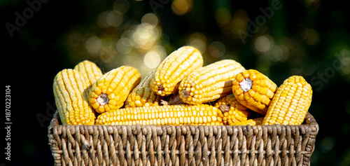 Corn harvest in rustic basket. Corn harvest organic food. Corn agriculture. Corn harvest agriculture season. Maize Farming. Maize crop.