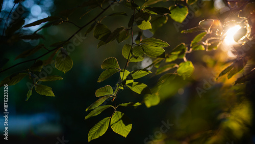 Leaf green foliage background. Leaf green foliage on branch. Leaf green foliage in forest. Leaf green foliage on greenery concept.