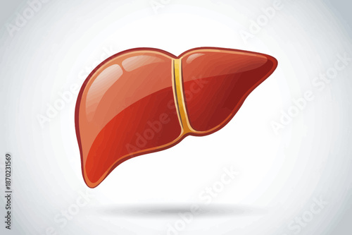 Illustration of a Human Liver Organ