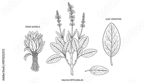 Vector illustration of dried bundle fresh flowering plant and leaf venation of salvia officanilas