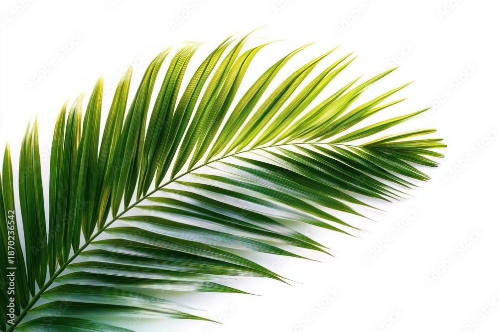 Obraz premium single green palm frond on white background conveying fresh tropical calm