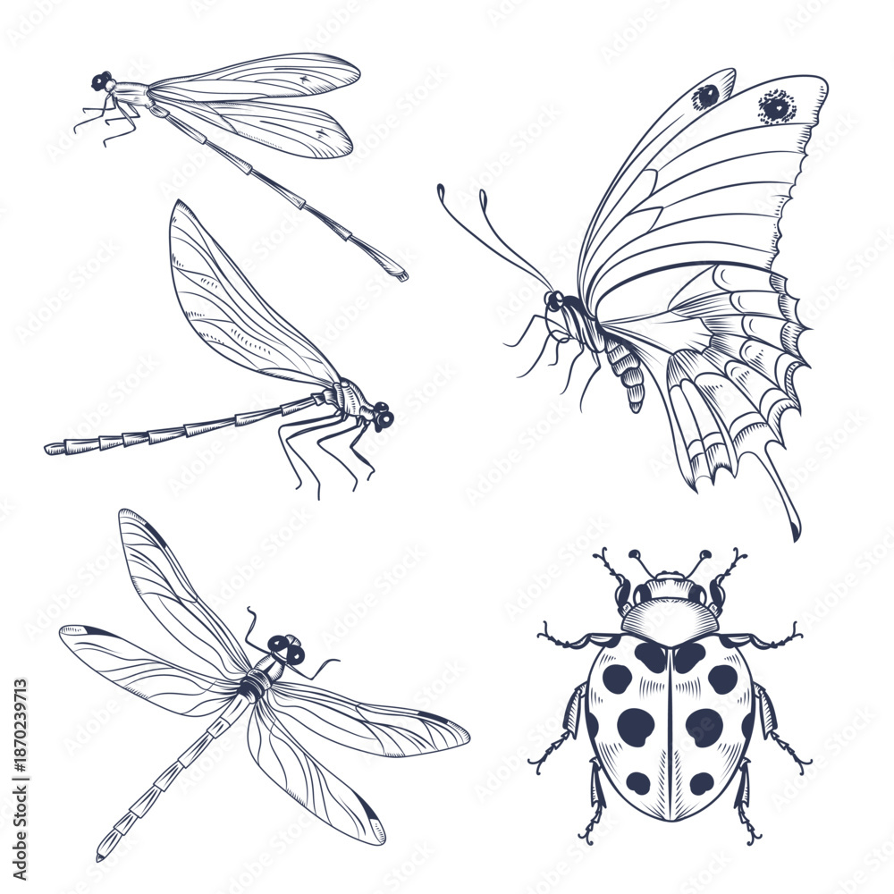 Fototapeta premium Set of vector hand drawn insects, dragonflies, butterfly, ladybug in sketch style