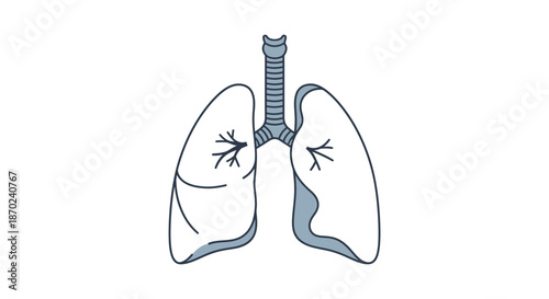 Human Anatomy Illustration of Lungs with Trachea and Bronchi Branches