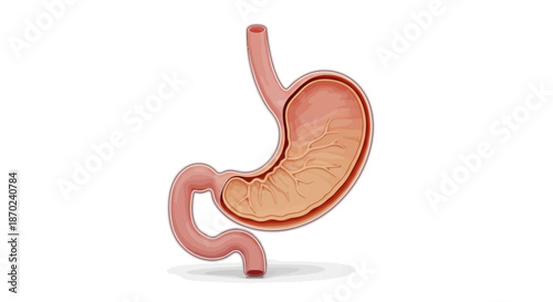 Detailed 3D illustration of the human stomach and digestive system, showcasing internal anatomy and gastric function on a white background