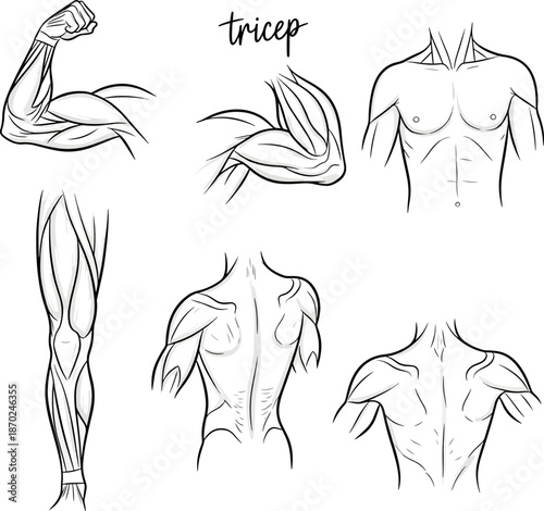 Detailed muscular anatomy illustrations for fitness and education