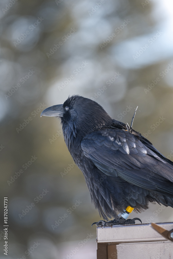 Obraz premium A common raven wearing a gps transmitter device and is also banded for research. Taken January, 28, 2022