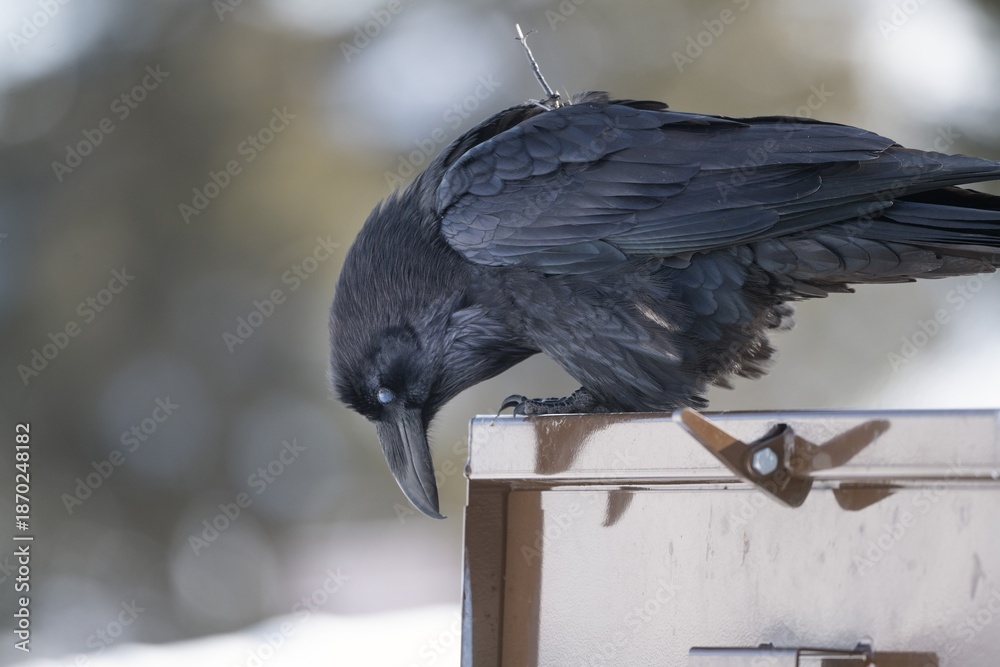 Obraz premium A common raven wearing a gps transmitter device and is also banded for research. Taken January, 28, 2022
