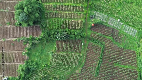 Aerial View of Green Agricultural Fields and Tropical Rural Landscape 