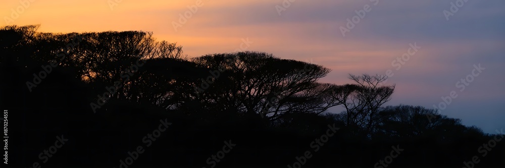 Fototapeta premium Silhouetted trees against vibrant sunset sky with warm orange hues