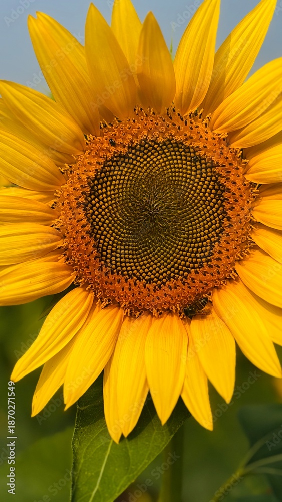 Naklejka premium Close-up photograph of a bright yellow sunflower captured in natural daylight in India. The image highlights fine details of the petals and central disc, showcasing the flower’s vibrant color, texture