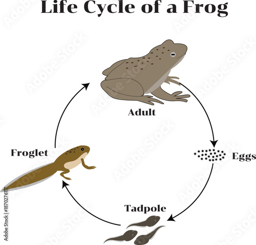 Illustration showing the life cycle of a frog, from eggs to tadpole and adult frog, designed for educational and scientific use.