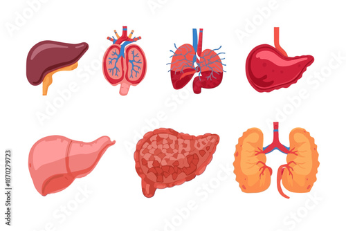 Comprehensive collection of vital human internal organs, accurately illustrating anatomical structures for medical, educational, and scientific reference purposes