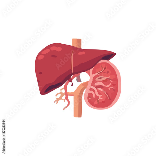 Stylized illustration of human liver and kidney organs with vascular connections, representing vital internal anatomy for medical, healthcare, and educational concepts