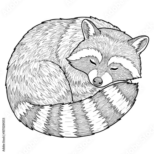 Sleeping Raccoon