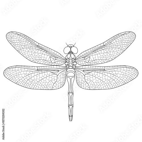 Dragonfly Line Drawing Detailed insect vector with large wings, compound eyes and body segments