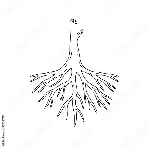 Outline of tree roots & trunk