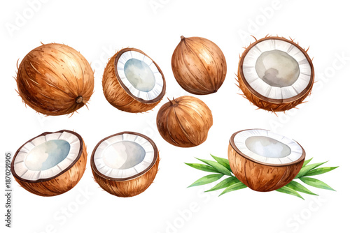 Watercolor vector of a set of coconuts, isolated on a white background. Coconut illustration.