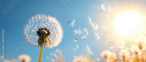 Backlit dandelion seed head releasing fluffy seeds drifting across a bright blue sky toward a glowing sun over a soft blurred meadow, evoking a peaceful hopeful airy mood