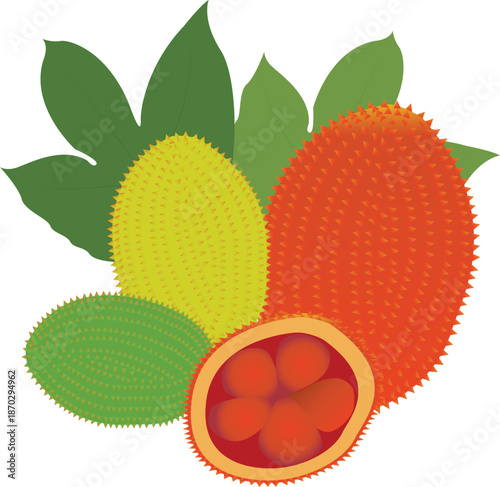 Botanical illustration of Momordica cochinchinensis, also known as gac fruit, a tropical spiny fruit widely used in Asian cuisine and traditional herbal medicine.