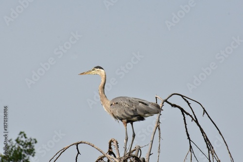 Bilde på lerret great blue heron ardea cinerea