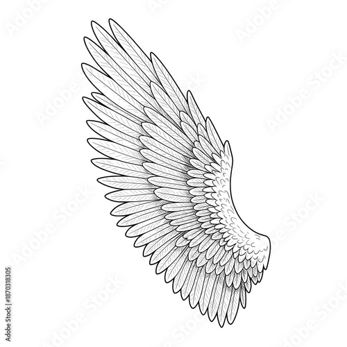 Detailed monochrome illustration of a majestic bird wing with intricate feather details