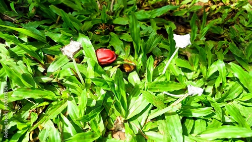 Close-up shot of a red and white wildflower growing among green grass and leaves in a natural setting suitable for spring or summer themes.
